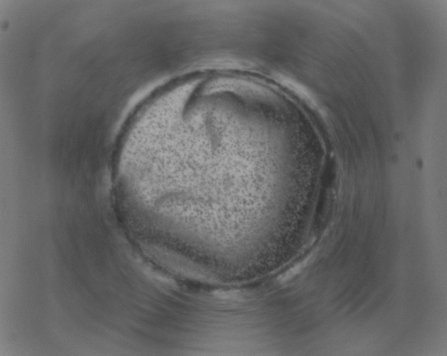 X0000077371264200611101655