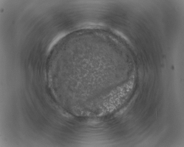 X0000077371267200611101655