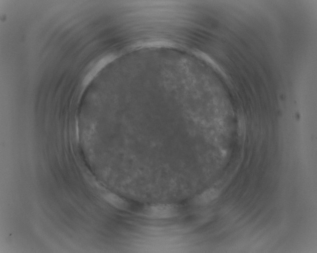 X0000077371274200611101655