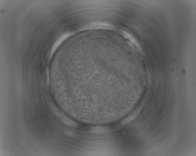 X0000077371275200611101655