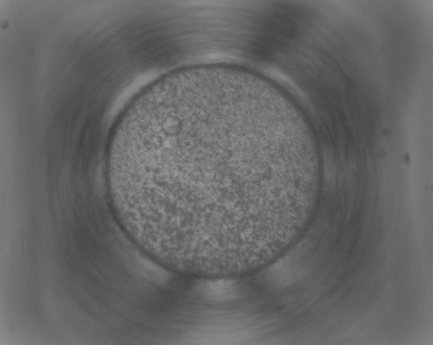 X0000077371278200611101655