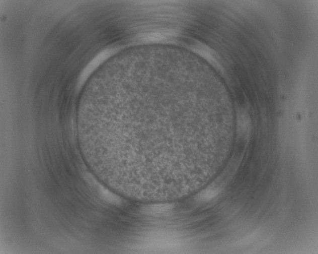 X0000077371294200611101655