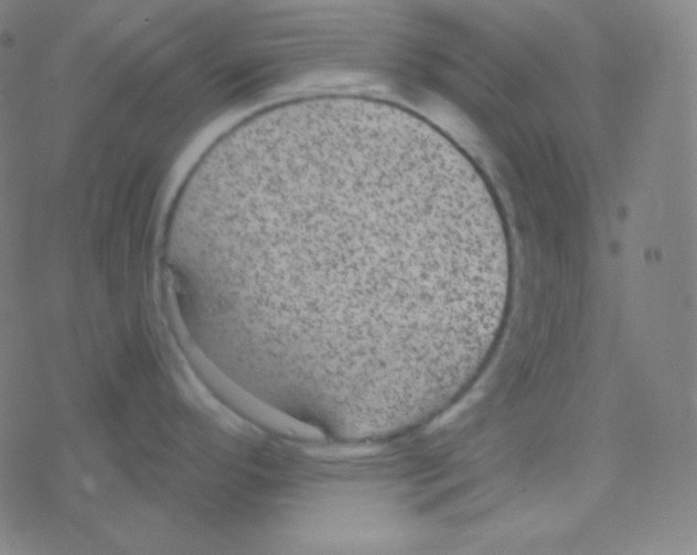 X0000077371296200611101655