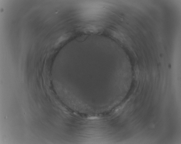 X0000077371297200611101654