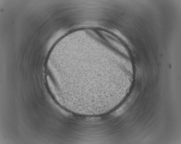 X0000077371325200611101654