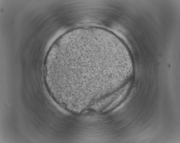 X0000077371333200611101654