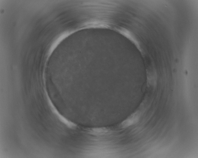 X0000077371383200611101653