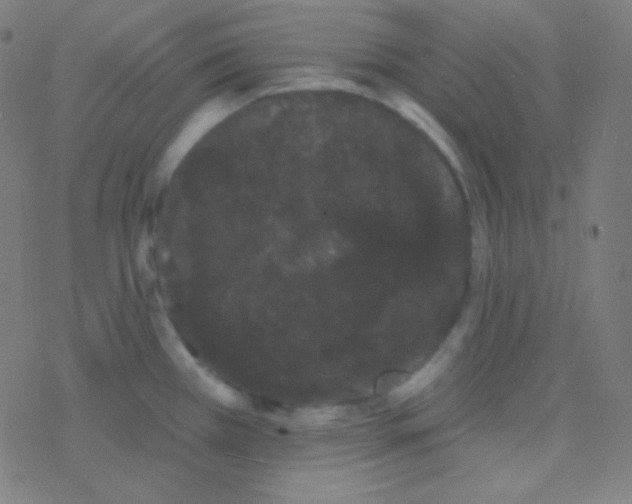 X0000077371385200611101653