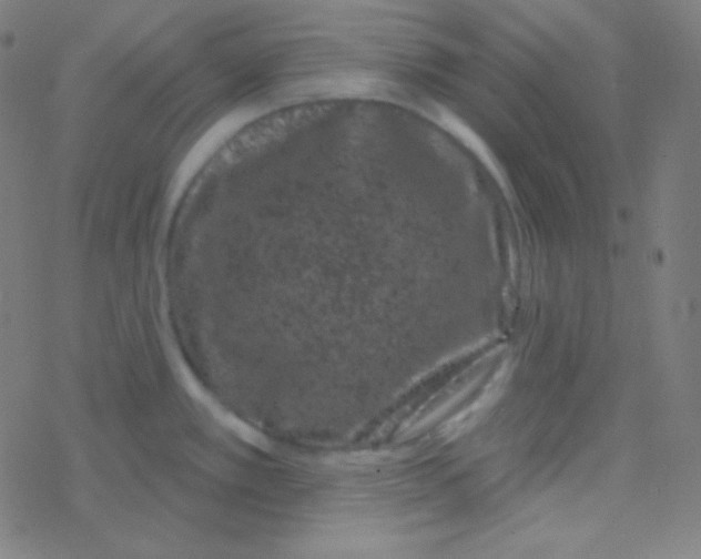 X0000077371389200611101653