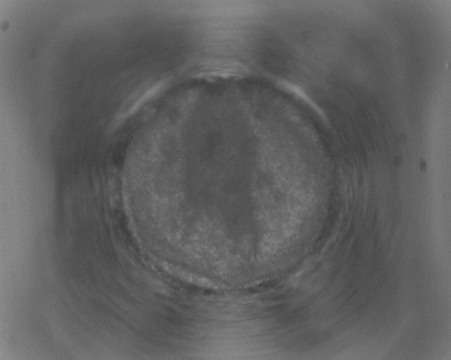 X0000077371399200611101652