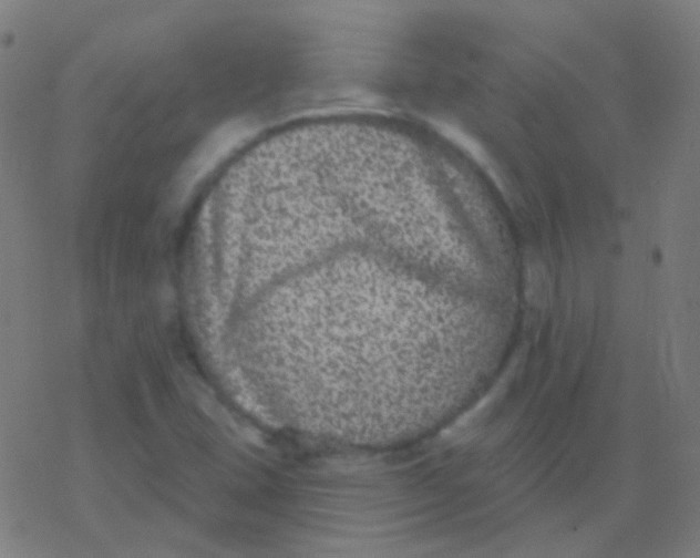 X0000077371407200611101652