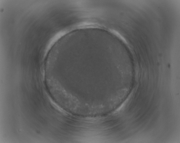 X0000077371413200611101653