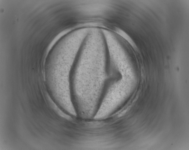 X0000077371436200611101653