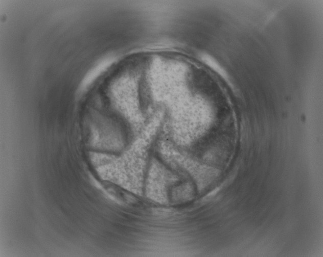 X0000077371456200611101652