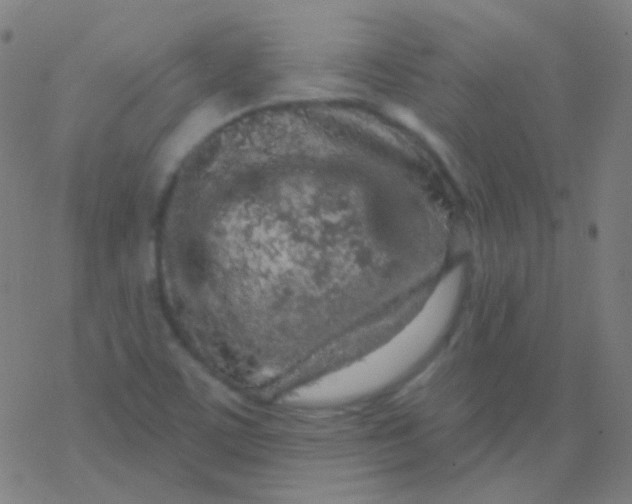 X0000077371459200611101652