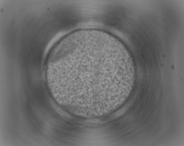 X0000077371462200611101652