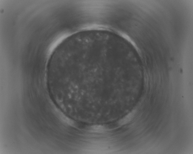 X0000077371463200611101652