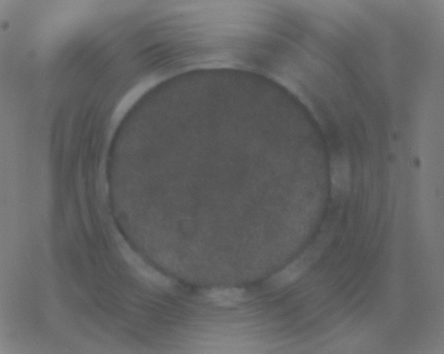 X0000077371466200611101652