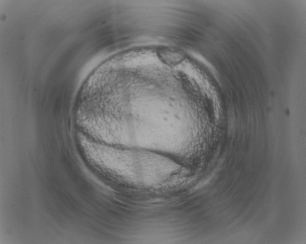 X0000077371467200611101652