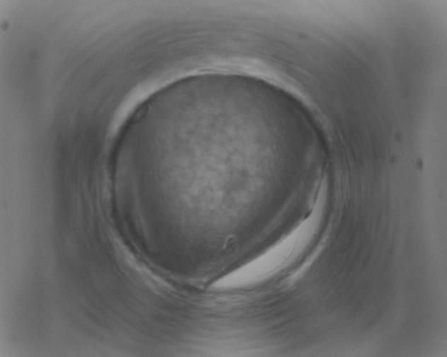 X0000077371506200611101651