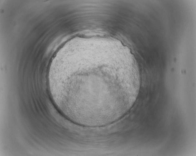 X0000077370002200611172000