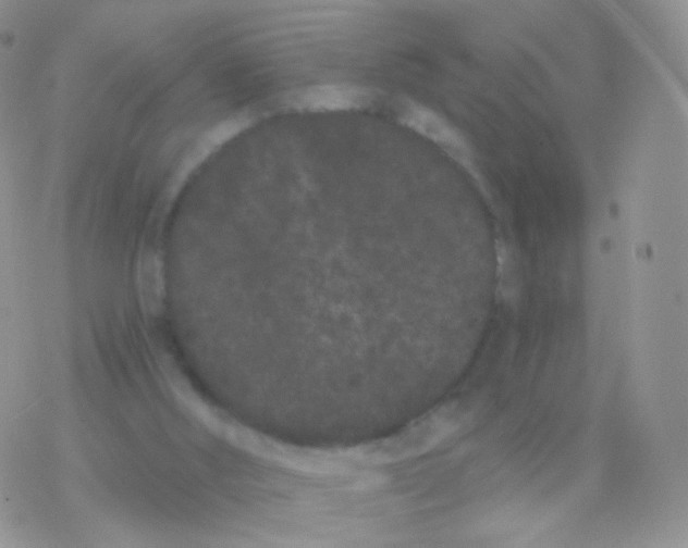 X0000077370012200611172000