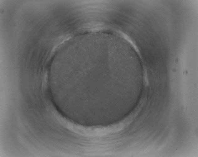 X0000077370018200611172000