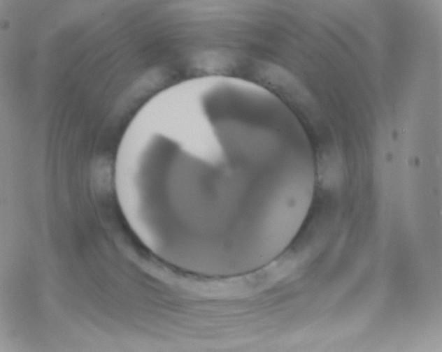 X0000077370036200611172000