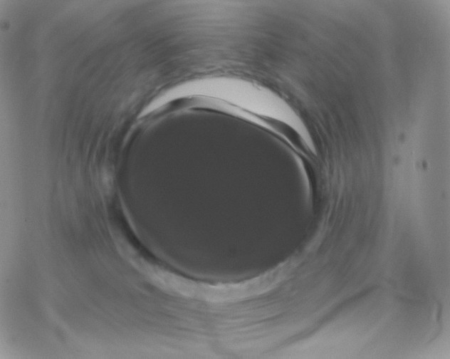 X0000077370039200611172000