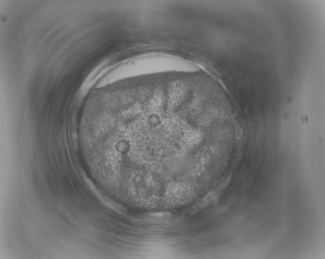 X0000077370053200611171959