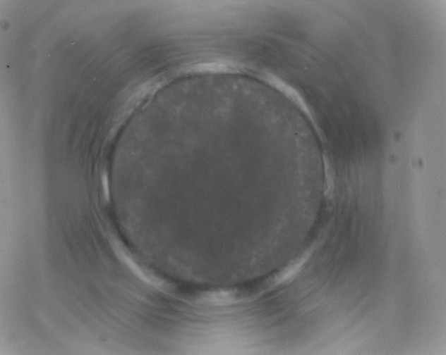 X0000077370061200611171959