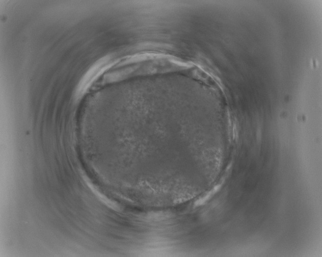 X0000077370101200611171959