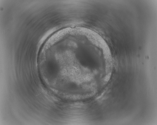 X0000077370196200611171957