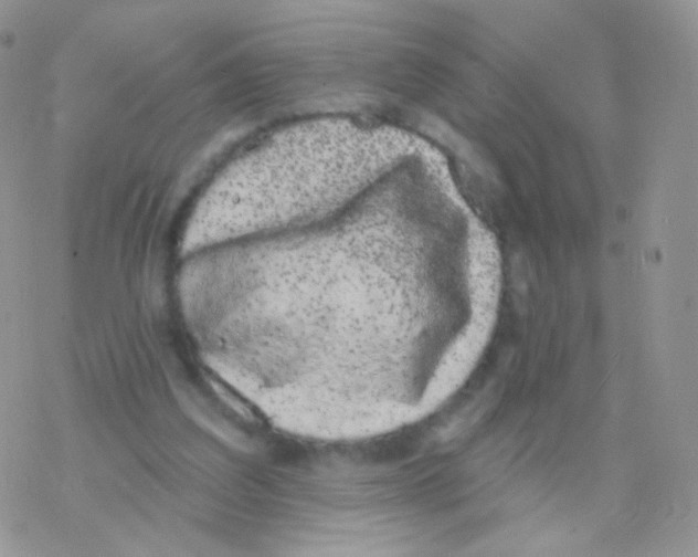 X0000077370203200611171957