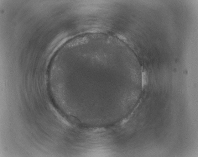 X0000077370243200611171956