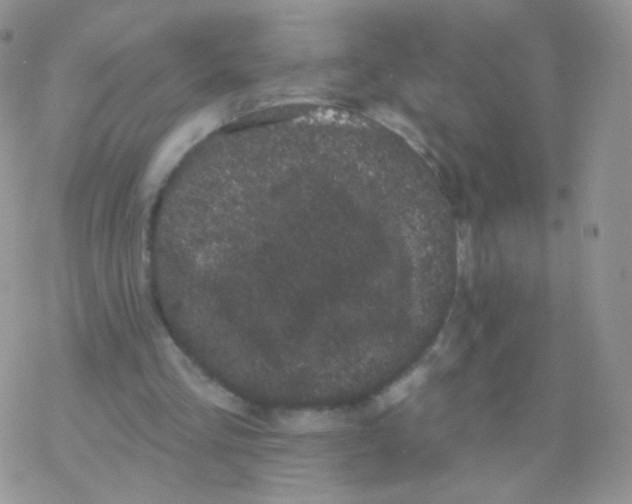 X0000077370293200611171956