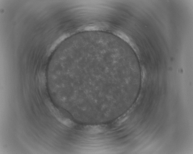 X0000077370297200611171956