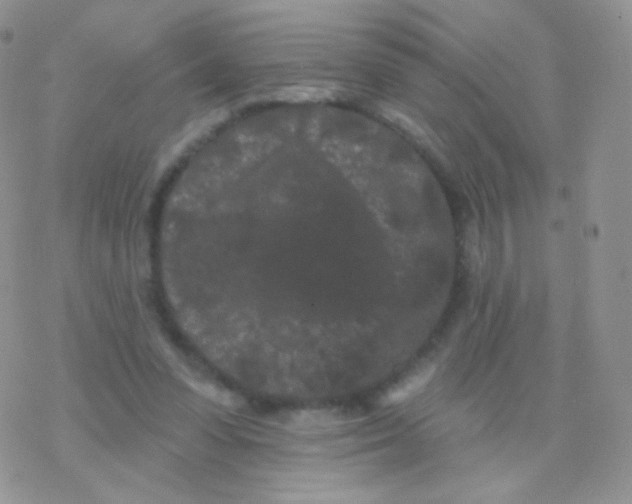 X0000077370303200611171956