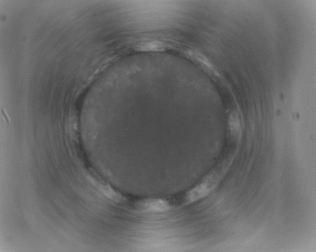 X0000077370322200611171955