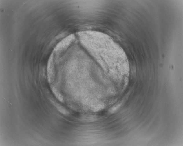 X0000077370331200611171955