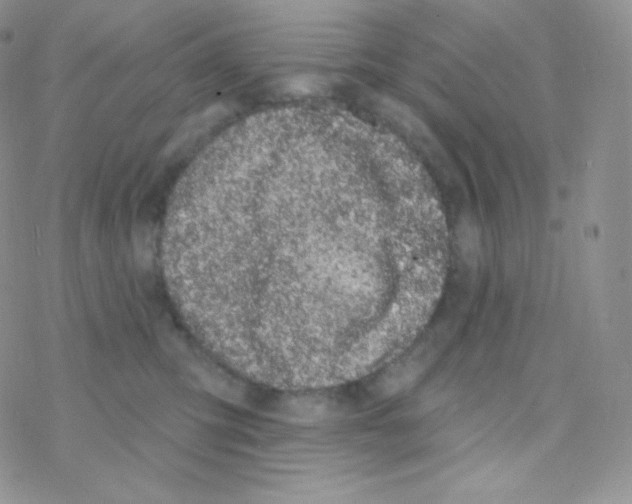 X0000077370423200611171954