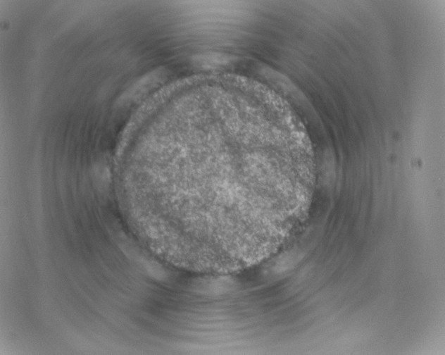 X0000077370427200611171954