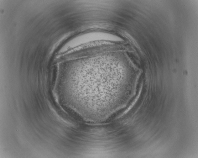 X0000077370444200611171953