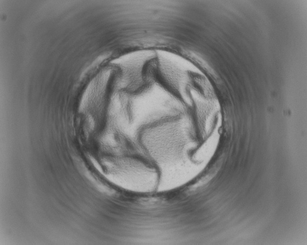 X0000077370453200611171953