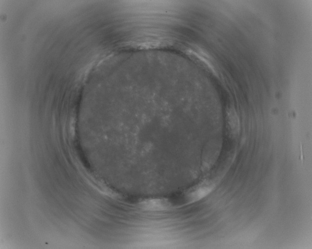 X0000077370499200611171952