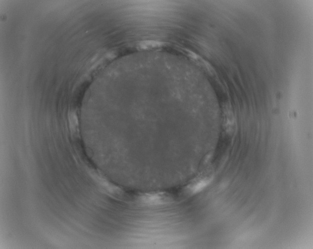 X0000077370523200611171952