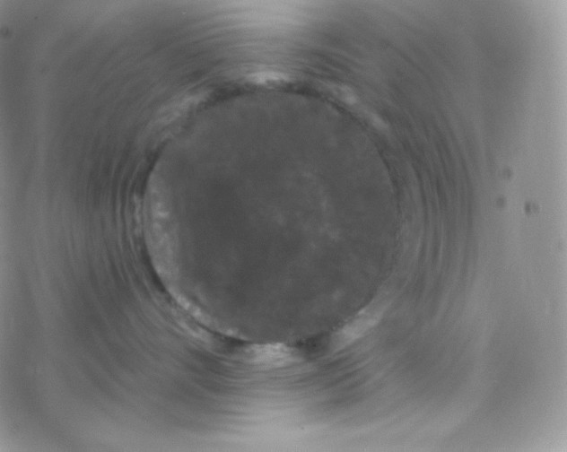 X0000077370528200611171952