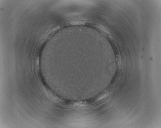 X0000077370550200611171951