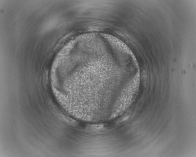 X0000077370554200611171951