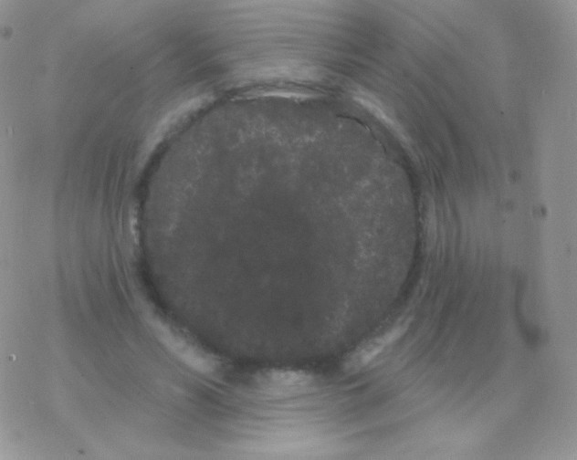 X0000077370590200611171951